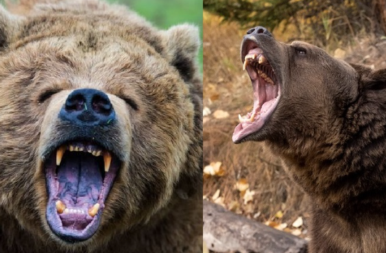 beruang-menyerang-sekelompok-murid-guru-di-kanada